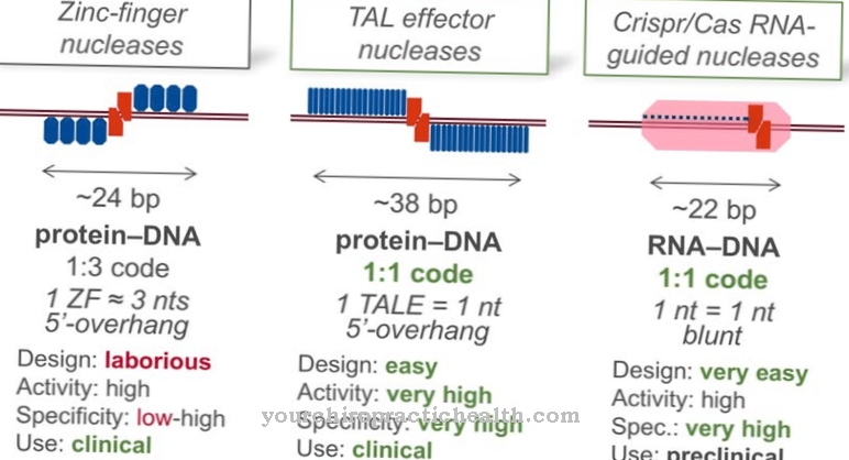 Nucleases