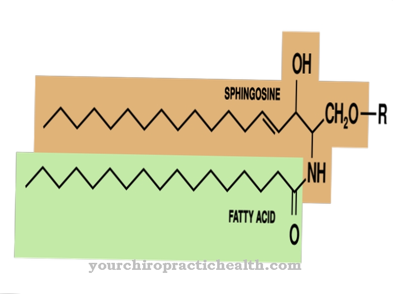 Sphingolipids