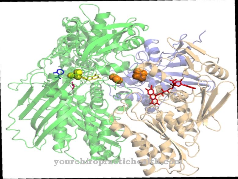 Xanthine-oxidase