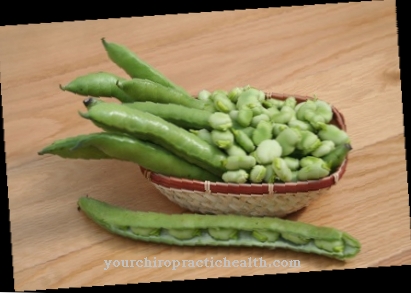 Broad bean