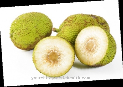 Breadfruit