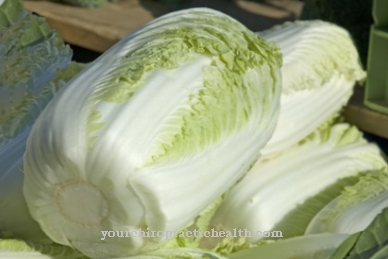 Chinese cabbage