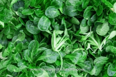 Lamb's lettuce