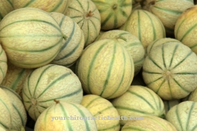 Galia melon