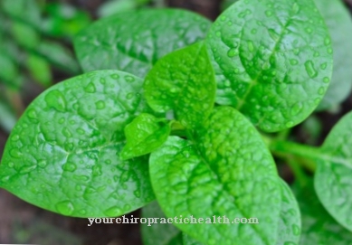 Indian spinach