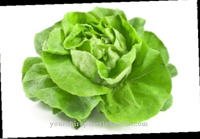 Lettuce