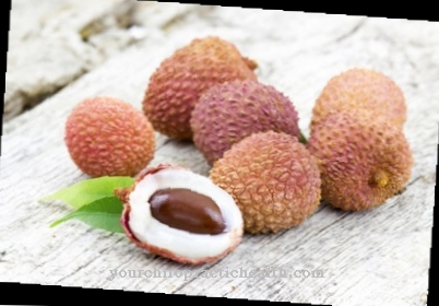 Litchi