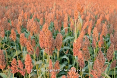 Carrot millet