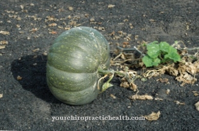 Musk gourd