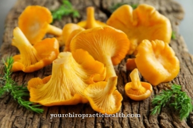 Chanterelles