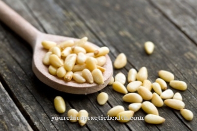 Pine nut