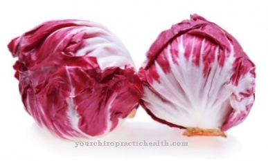 Radicchio