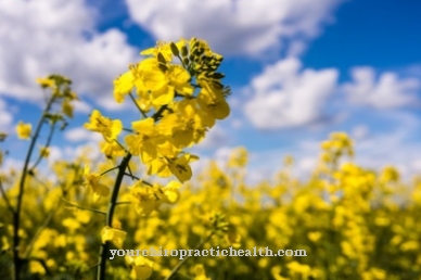 Rapeseed