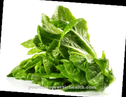 Romaine lettuce