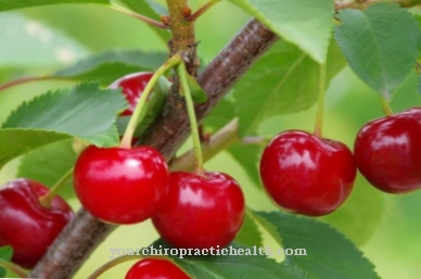 sour cherry