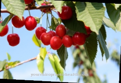 Bird cherry