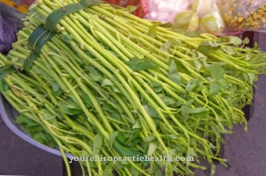 Water spinach