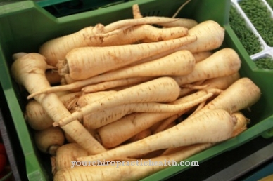 Root parsley