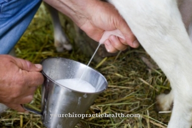 susu kambing