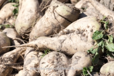 sugar beet