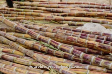 Sugar cane