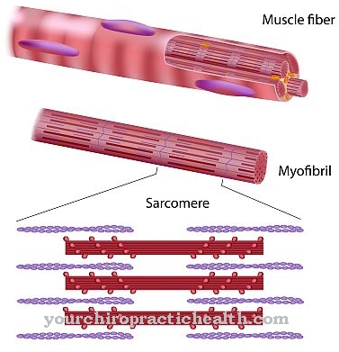 Myoclonus