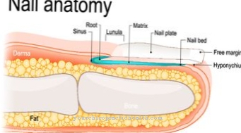 Nail hypoplasia