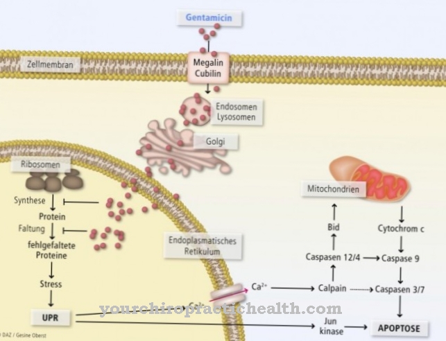 Aminoglycoside